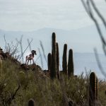 BighornSheep4