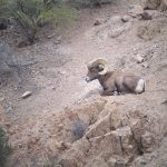 BighornSheep5
