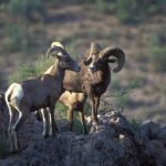 BighornSheep6