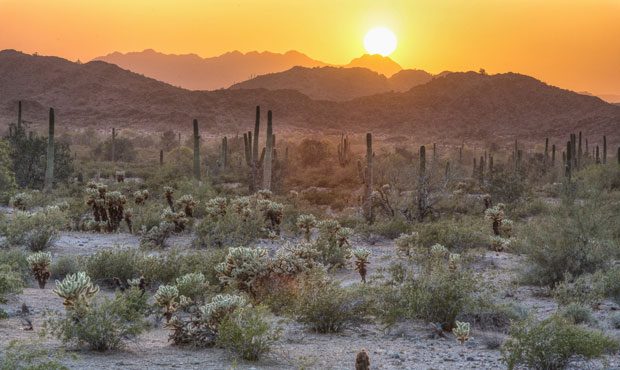 Sonoran Desert in Arizona (Bureau of Land Management - Arizona Facebook)...