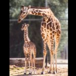 World-wildlife-zoo2