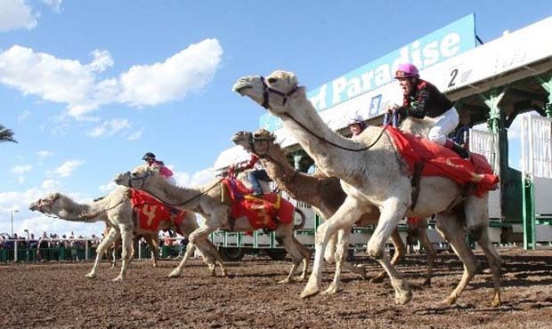 (Turf Paradise Photo)...
