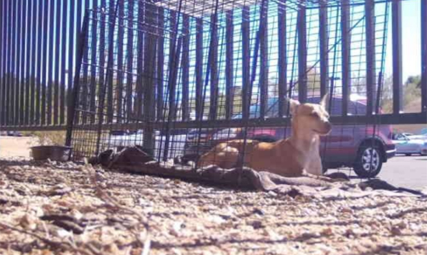 (Facebook/Foothills Animal Rescue)...