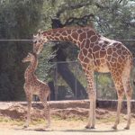 giraffe