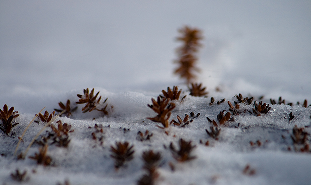 (Flickr/Jonas Bengtsson)...
