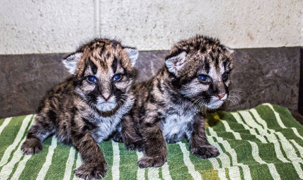 (Wildlife World Zoo, Aquarium and Safari Park Facebook Photo)...