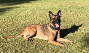 Bane, 3-year-old Phoenix police dog, killed in line of duty