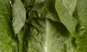 More deaths, illnesses linked to E.coli outbreak from Arizona-grown lettuce