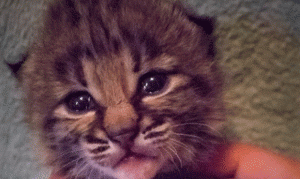Phoenix-area animal park welcomes adorable baby bobcat
