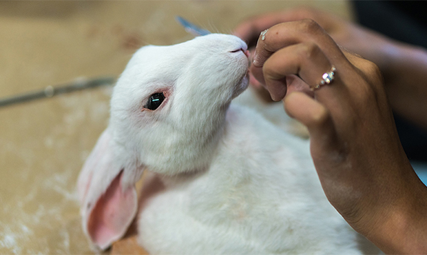 To make the hide stay on the foam form, taxidermists use adhesive paste that can be purchased at an...