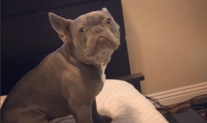 'What the Fluff' challenge makes us all magicians in the eyes of our dogs