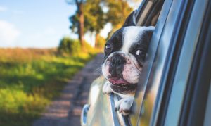 Get ready for dogs - Phoenix is No. 6 city for pet-friendly vacation spots