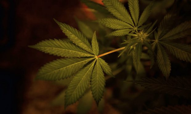 In this June 6, 2018 photo, a marijuana plant grows at El Piso cannabis club in Montevideo, Uruguay...