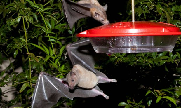 (Richard Spitzer/U.S. Fish and Wildlife via AP, file)...