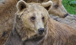 Drivers should be aware of northern Arizona wildlife during monsoons