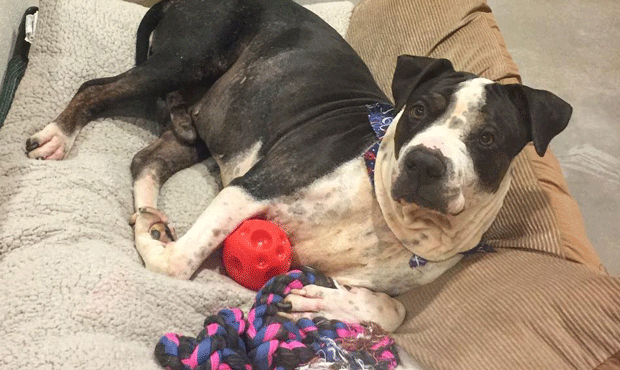 (Facebook Photo/Maricopa County Animal Care & Control)...