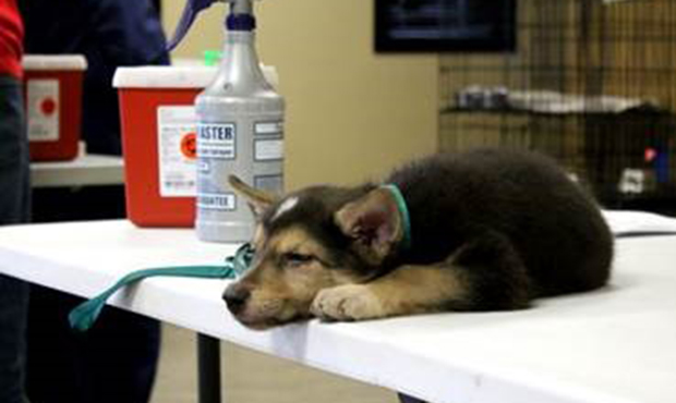 (Photo from Arizona Animal Welfare League)...
