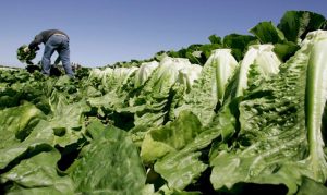 Arizona lettuce growers work on consumer trust after E. coli outbreak