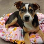 stolen-puppy