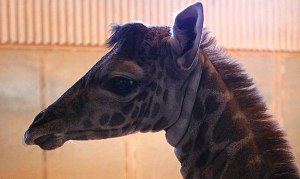 (Phoenix Zoo Photo)...