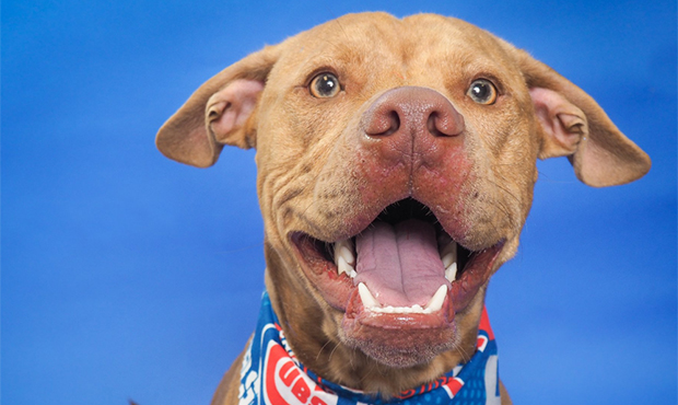 (Facebook/Maricopa County Animal Care & Control)...