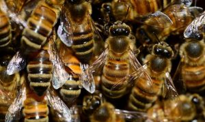 3 people hospitalized after bee attack near downtown Phoenix