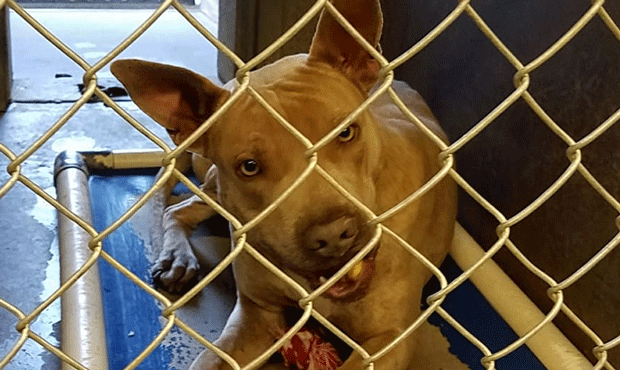 (Facebook Photo/Maricopa County Animal Care & Control)...