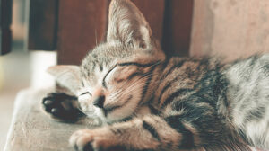 Scottsdale ranks 7th in cat lover city rankings