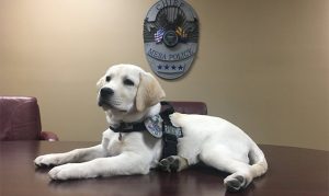 Mesa police add their first therapy dog to special victims unit
