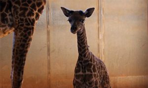 Phoenix Zoo asking public to vote on name of new baby giraffe