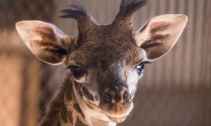 Phoenix Zoo's baby giraffe shares name with 'Lion King' character