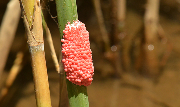 One female applesnail can produce up to 15,000 offspring per year, according to the Arizona Game & ...