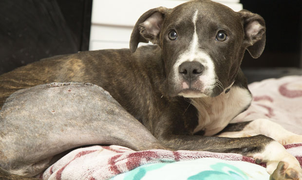 (Arizona Humane Society Photo)...