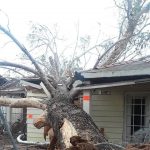 treehome