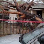 treehome2