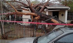 Mesa grandmother hospitalized after tree crushes home during monsoon