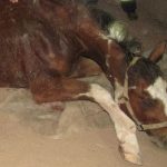18-2746 Photo Horse