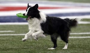Two Arizona cities listed in top five most pet-friendly in 2018