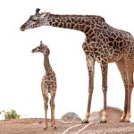 PhoenixZooGiraffe