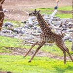 PhoenixZooGiraffe2