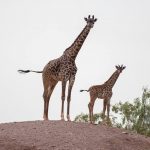 PhoenixZooGiraffe3