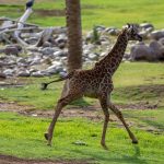 PhoenixZooGiraffe4