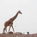 PhoenixZooGiraffe5