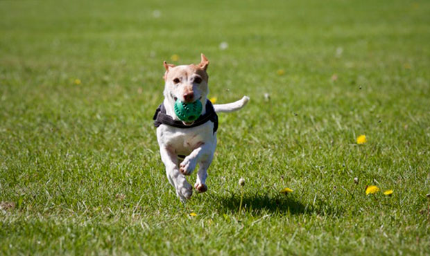 (Pexels.com Photo)...