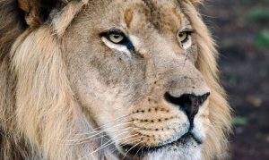 8-year-old African lion housed at Phoenix Zoo dies of infection