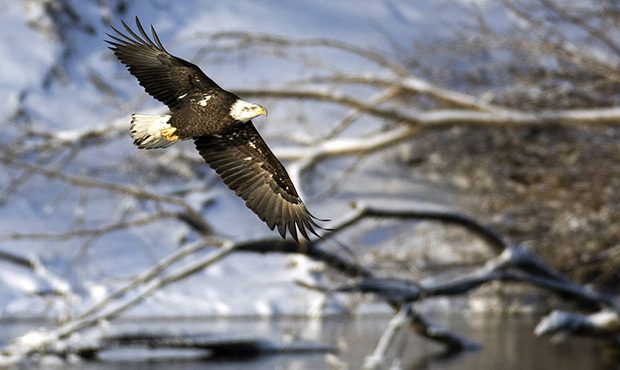 (AP Photo/Charlie Neibergall)...