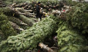 Amazon is planning to sell and ship real Christmas trees this year