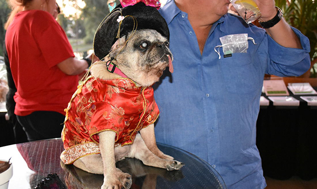 (Arizona Animal Rescue Mission photo)...
