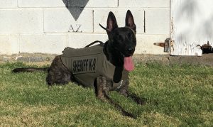 MCSO K9 to receive protective vest through anonymous donation