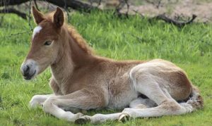 There's a Salt River wild horse named Ducey, and he's doing great